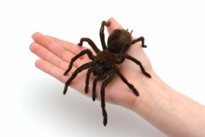 Allt du behöver veta om terrarier för spindlar