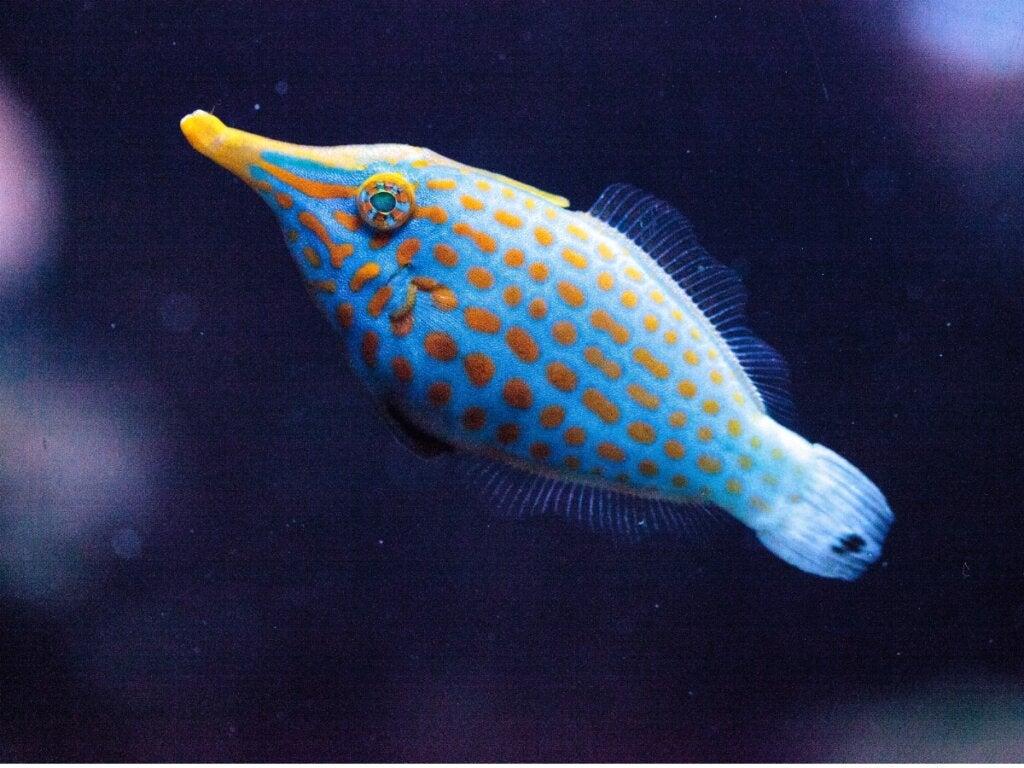 Orangefläckig filfisk: Habitat och egenskaper