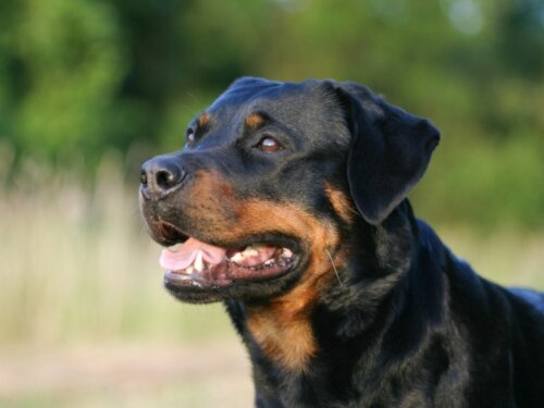 Skillnader mellan amerikansk och tysk rottweiler