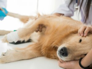 Skötsel av en steriliserad hund
