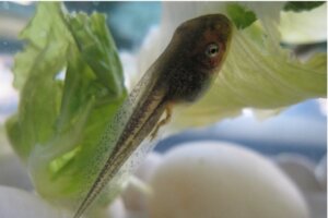 Vad äter grodyngel?