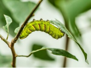 Är fjärilslarver maskar?