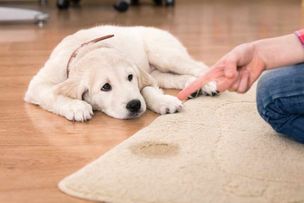 Varför kissar min hund när jag skäller ut den?