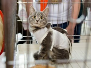 Att ta hand om en steriliserad katt