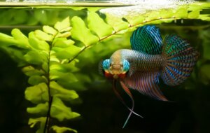 Varför är Siamesisk kampfisk så aggressiv?