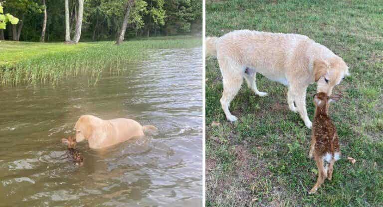 En modig hund räddar en drunknande hjortunge