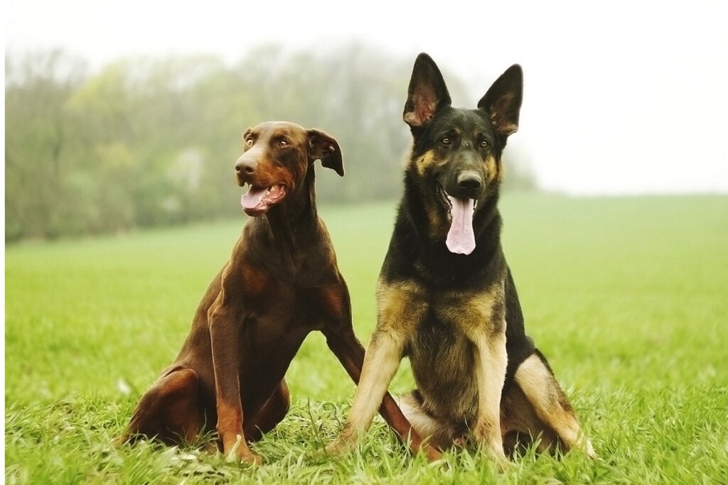 5 Skillnader mellan Dobermann och Schäfer
