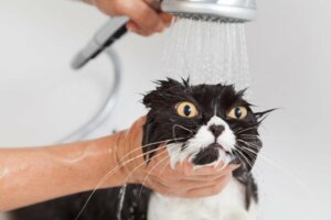 Allt du behöver veta om att bada en vuxen katt för första gången