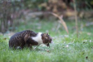 Magkatarr hos katter: orsaker, symptom och behandling