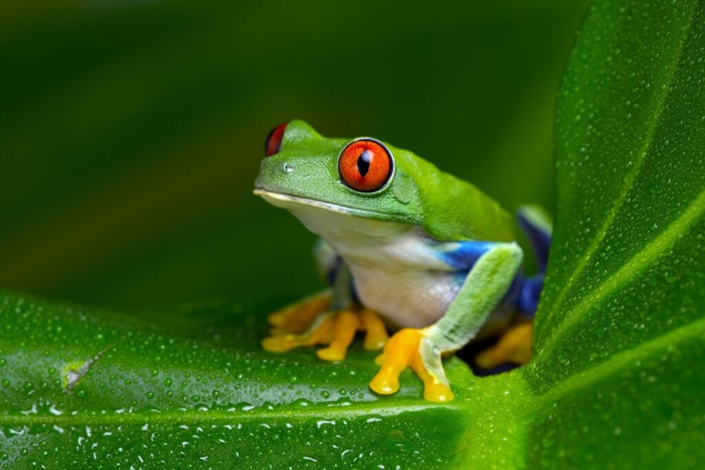 Rödögd bladgroda: habitat och egenskaper