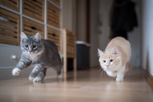 Hur man hjälper en katt att acceptera en annan katt
