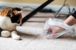 Vad gör jag om min katt slutar använda kattlådan?