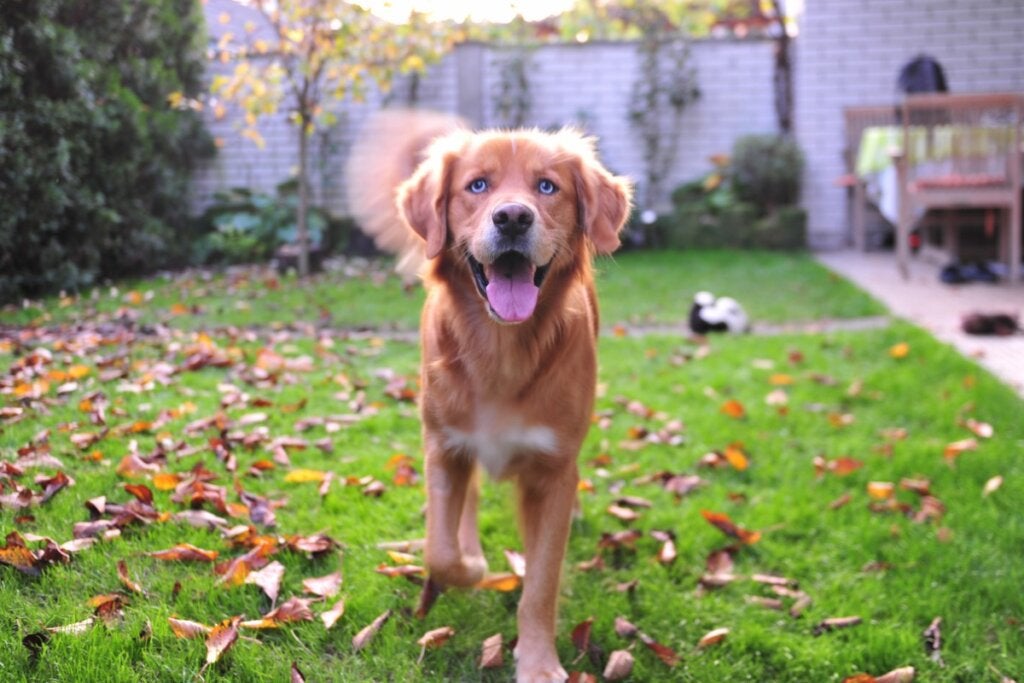 Labsky eller Huskador: Allt om denna ras