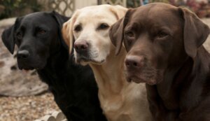 Fem typer av Retriever och deras egenskaper