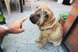 Hur tränar man en Shar Pei?