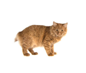 Ryggmärgsbråck hos katter