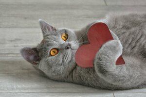 Felin hypertrofisk kardiomyopati: symptom och behandling