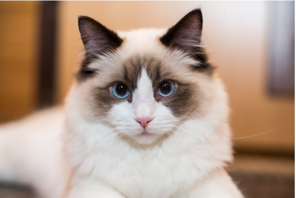 Vanliga sjukdomar hos Ragdollkatten