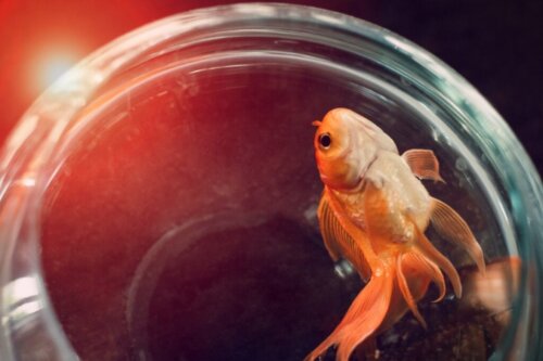 12 symptom på en sjuk fisk och vad du ska göra
