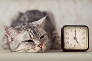 Varför din katt inte leker