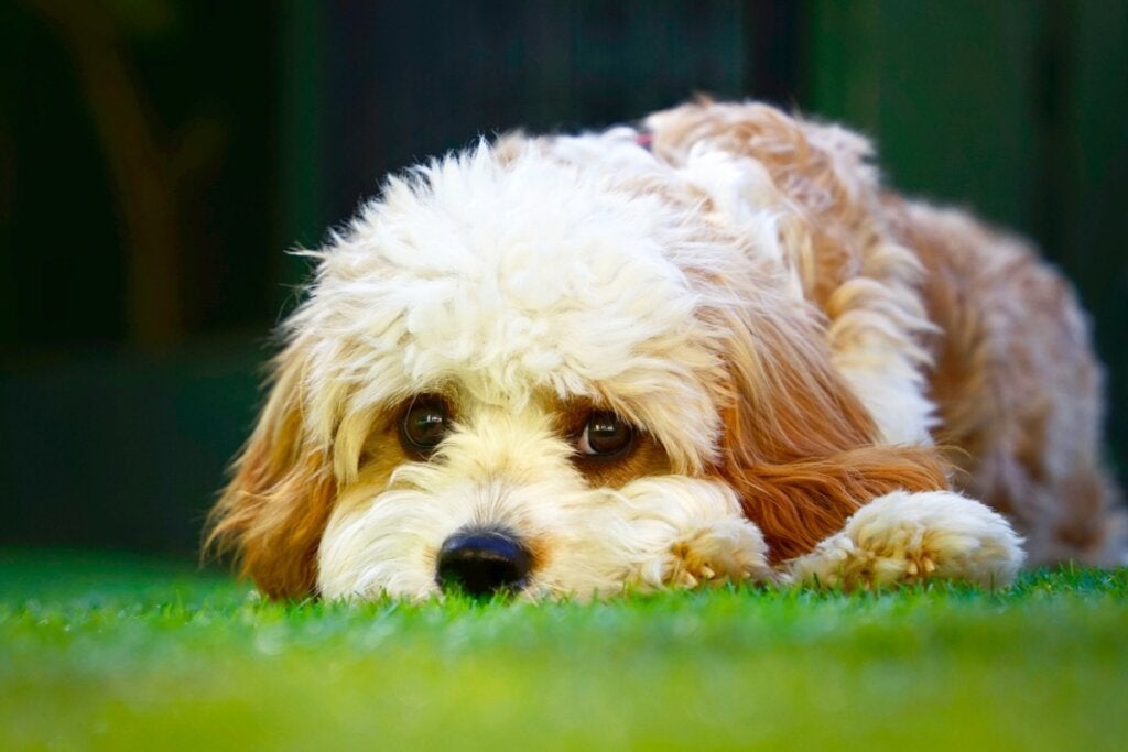 Cavapoo: Egenskaper och skötsel