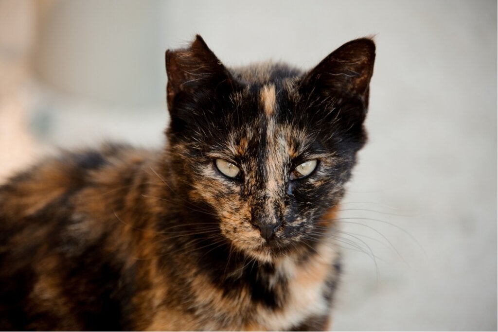 Hur man skrämmer bort kringströvande katter