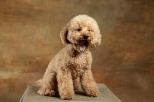 Maltipoo: Allt om denna ras