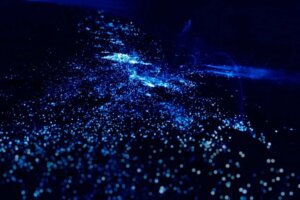 Förekomsten av bioluminiscerande plankton och alger vid kusterna