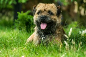 Borderterrier: Allt om denna ras