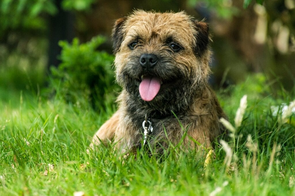 Borderterrier: Allt om denna ras