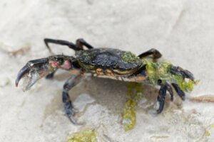 Egenskaper hos strandkrabban: En invasiv art