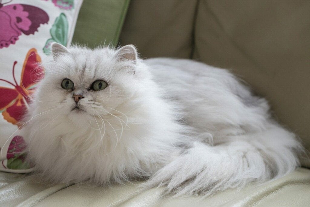 Chantilly-Tiffany-katten: Allt om denna ras