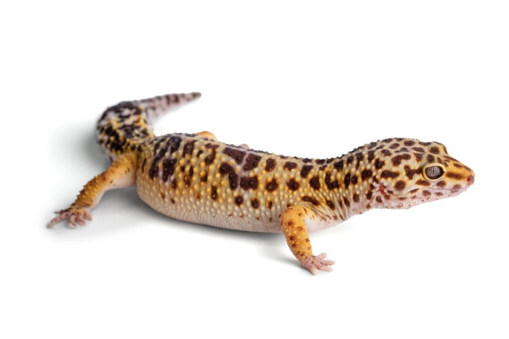 Vad gör du om din leopardgecko tappar sin svans?