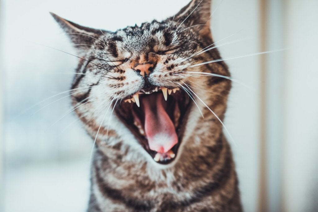När kommer kattens tänder fram?
