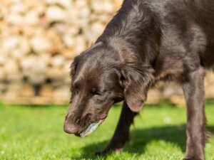 7 orsaker till att din hund spyr upp galla