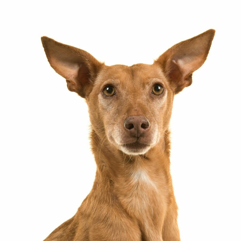 Andalusisk hund: Allt om denna ras