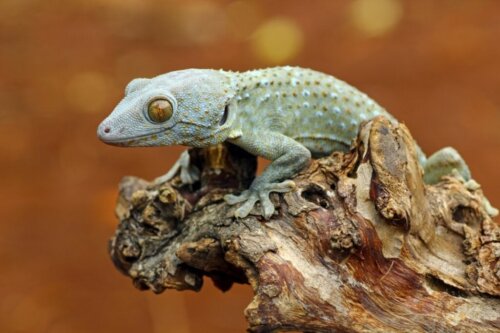 10 typer av geckor