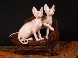 Sphynx: karaktär, kost och vård