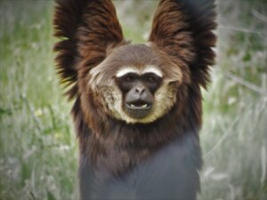 10 intressanta fakta om primater