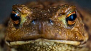 Zombiegrodan: en ny art från Amazonas