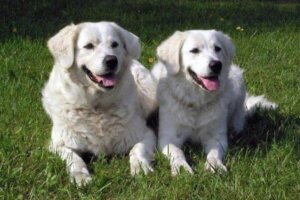 Slovenský cuvac: allt om denna ras