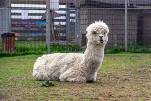 Hur man ser skillnad på lamor och alpackor