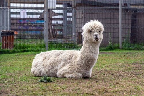 Hur man ser skillnad på lamor och alpackor