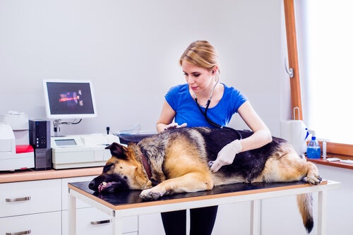 3 naturläkemedel som hjälper din hunds matsmältning