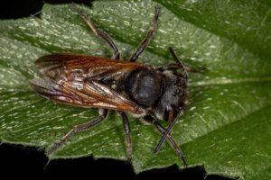 Världens största bi återupptäckt efter 38 år