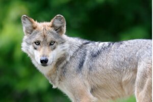 5 kuriositeter om vargens ylande