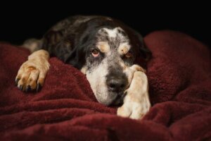 Hur du tar reda på hur gammal en hund är