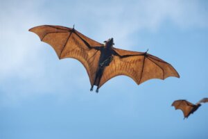 Varför jagar vissa fladdermöss på dagen?