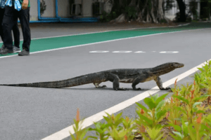 En bandvaran som går tvärs över gatan