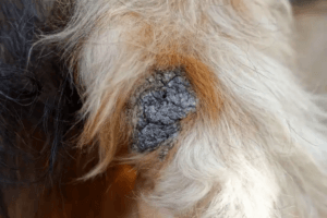 En torr, svart slav på hundens armbåge